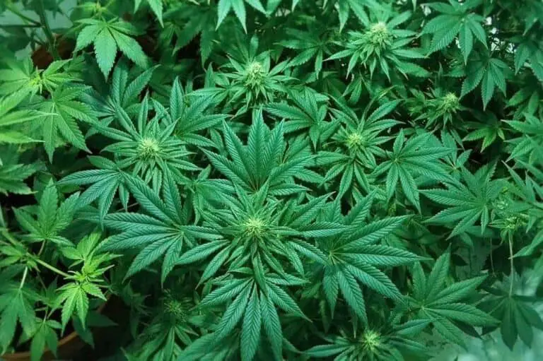Insomnia and Medical Marijuana Insomnia and Medical Marijuana