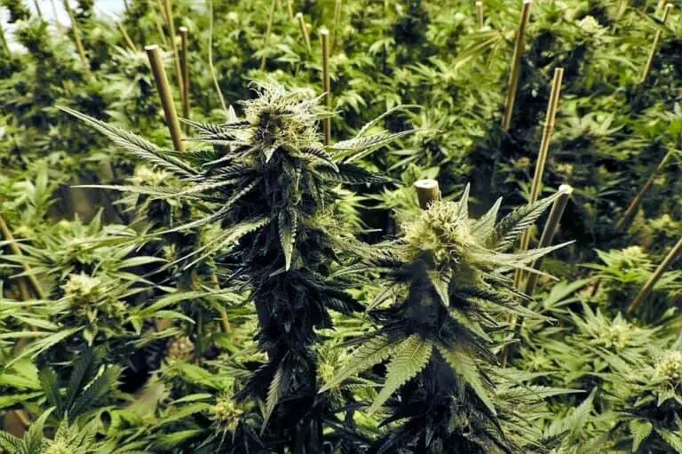 What is the Best CBD Oil? What is the Best CBD Oil?